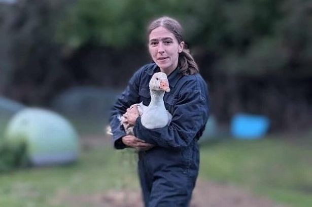 Depressed rescue goose with a 'beautiful personality' desperately needs someone to build her a wheelchair