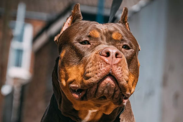 Hundreds treated in Kent hospitals as terrifying dog attack figures on the rise