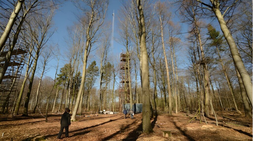 Beech forests are beneficial in the climate crisis but suffer under drought and heat