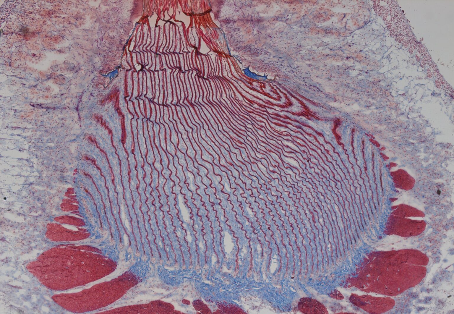 Dynamic bio-interface between mussel tissue and byssus plays important role in quick release