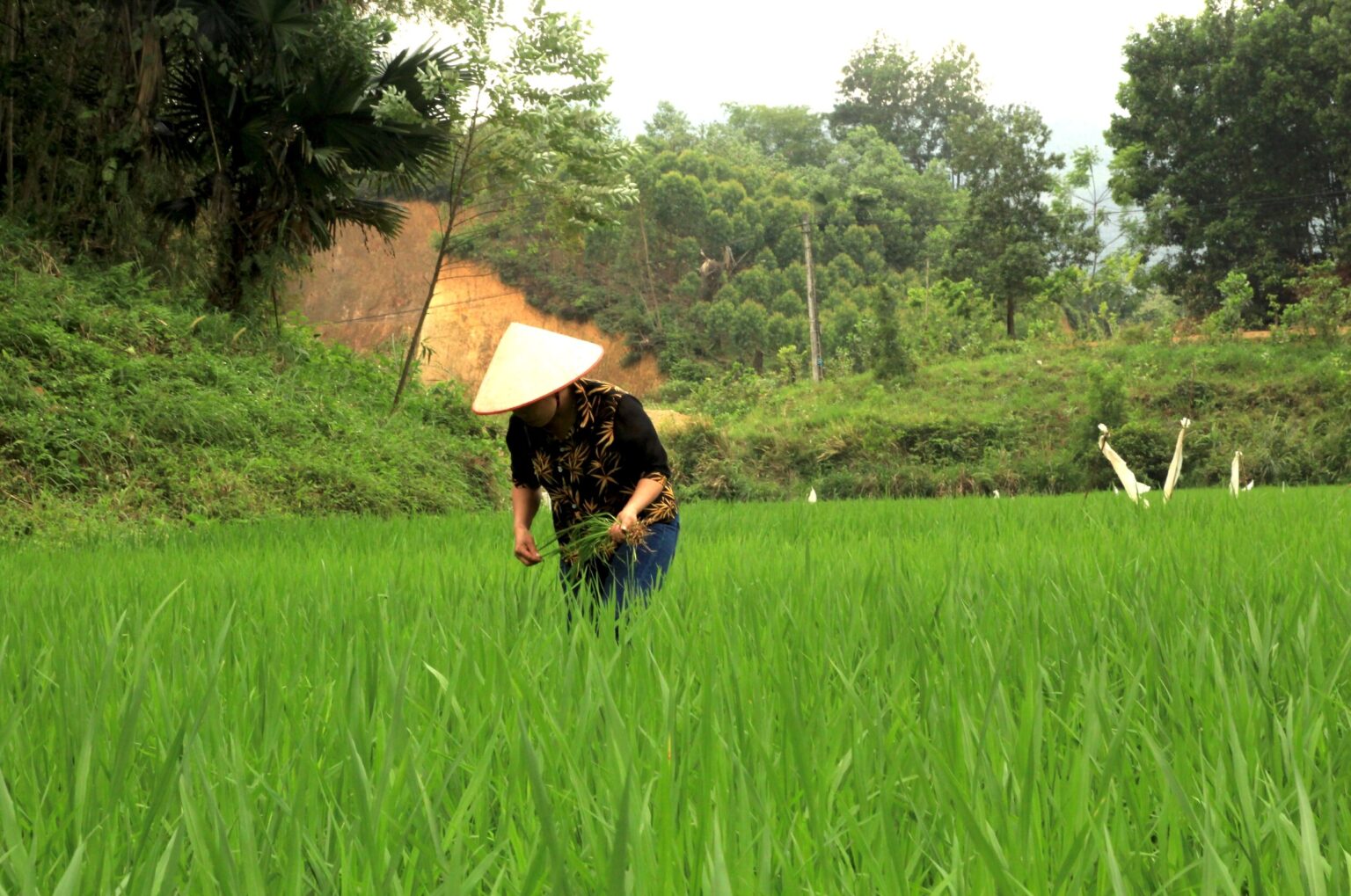 In many major crop regions, workers plant and harvest in spiraling heat and humidity