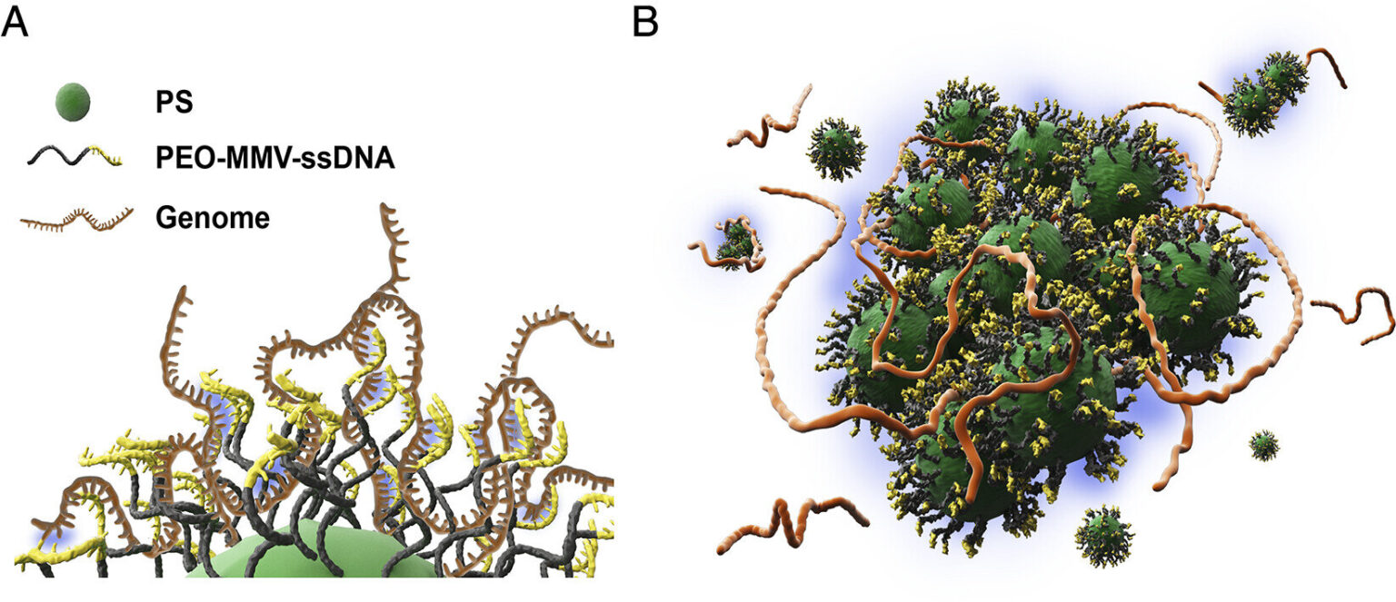 New method for identifying bacteria more easily