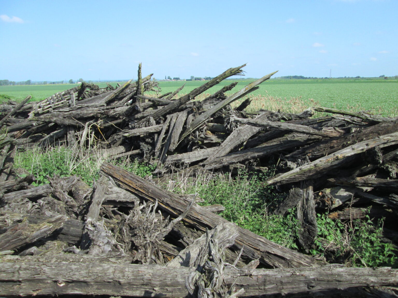 The flat Fens of eastern England once held vast woodlands, study finds