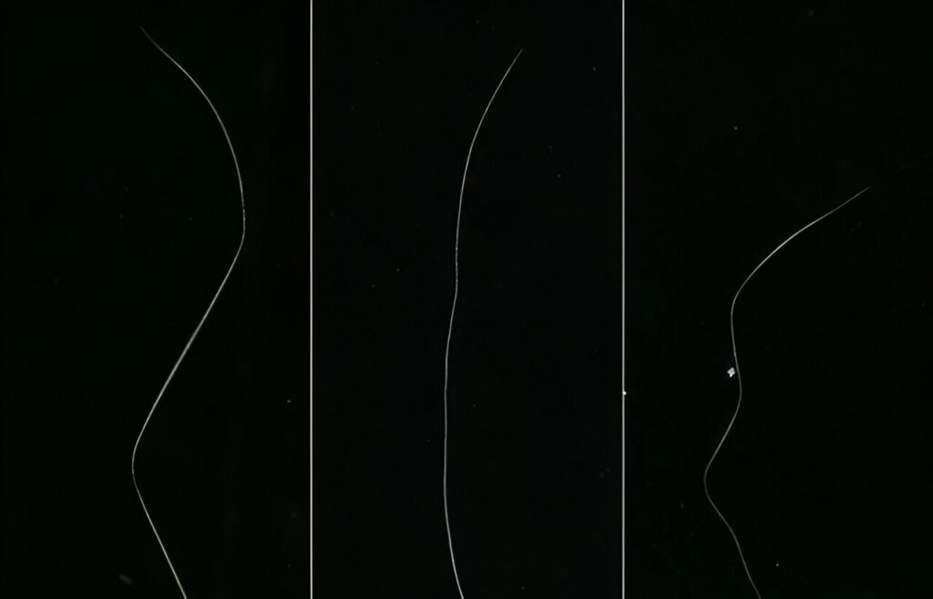 Molecular secrets behind ‘zigzag’ hair patterns uncovered, offering an avenue for anti-aging solutions