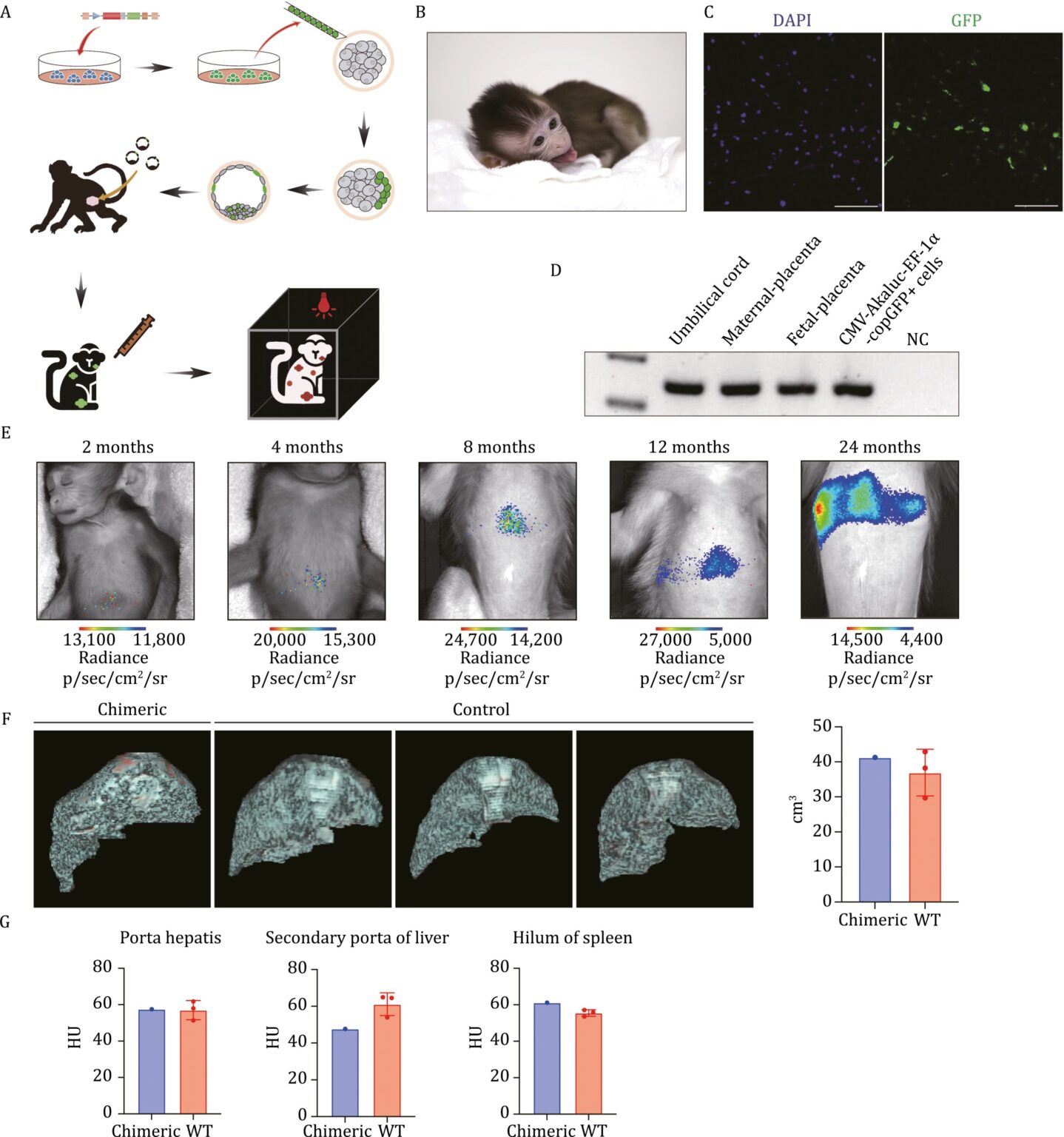 A chemically defined, xeno-free culture system for culturing and deriving monkey pluripotent stem cells in vitro