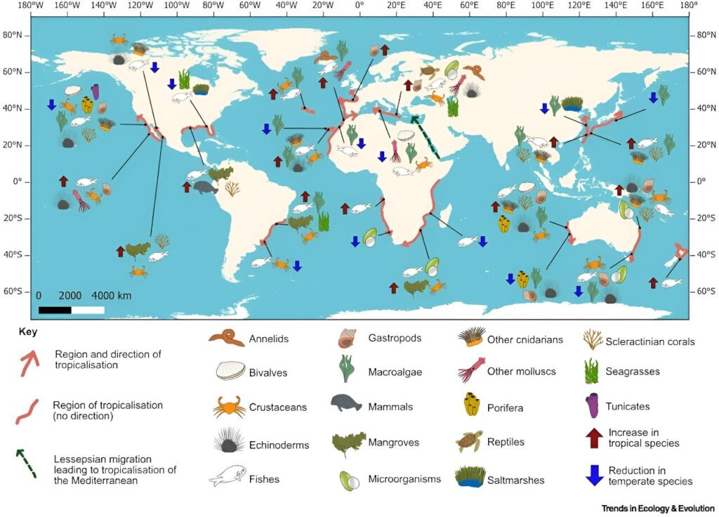 As seas get warmer, tropical species are moving further from the equator