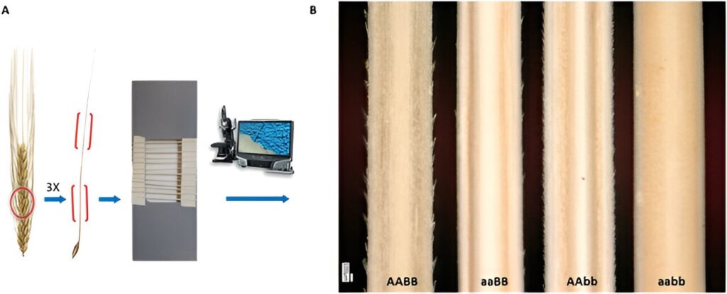Awn phenotyping with advanced deep learning, potential applications in the automation of barley awns sorting