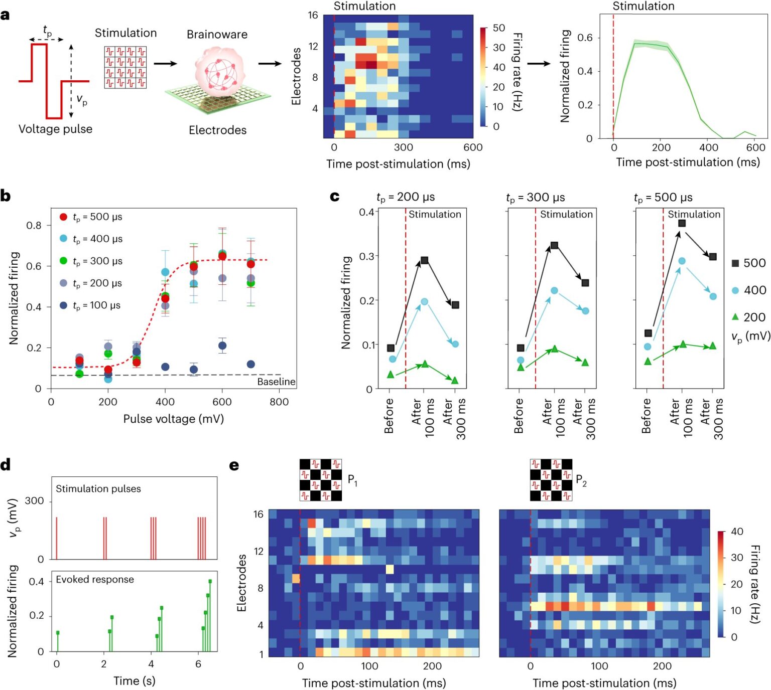 Bioengineers building the intersection of organoids and AI with ‘Brainoware’