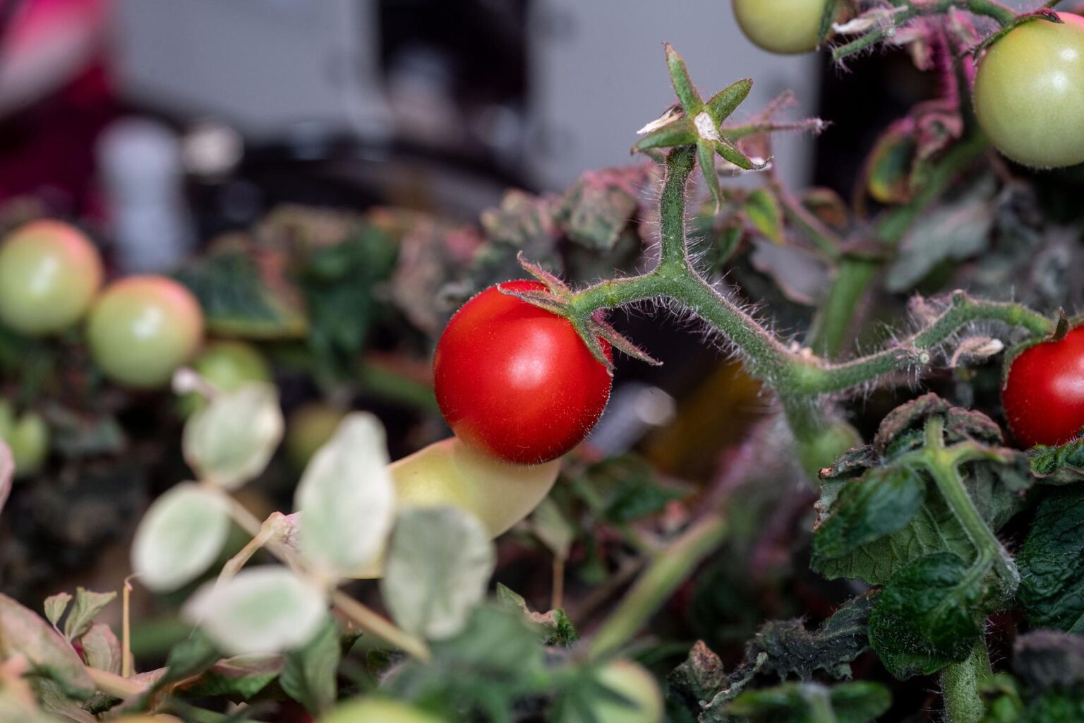 NASA: Una jugosa historia de tomates en la Estación Espacial Internacional