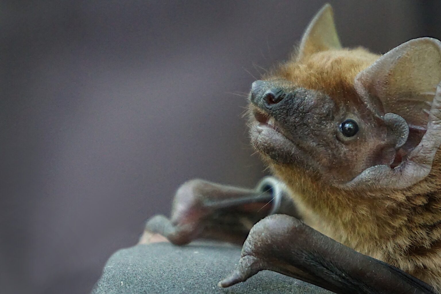 Poor foraging success drives bats away from cities