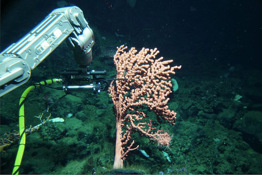 Deep sea sensor reveals that corals produce reactive oxygen species
