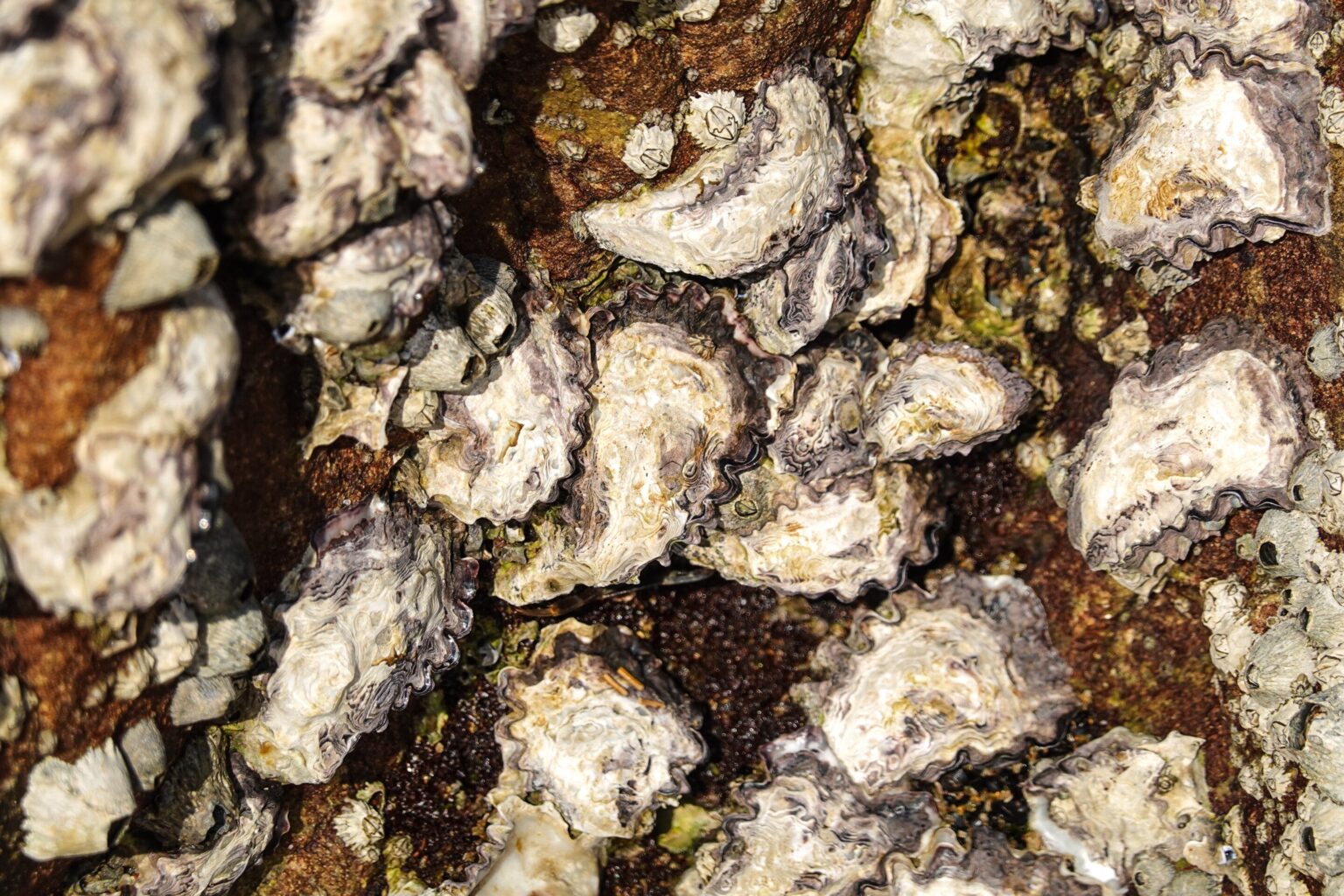 Pesticide residue from farms and towns is ending up in fresh oysters