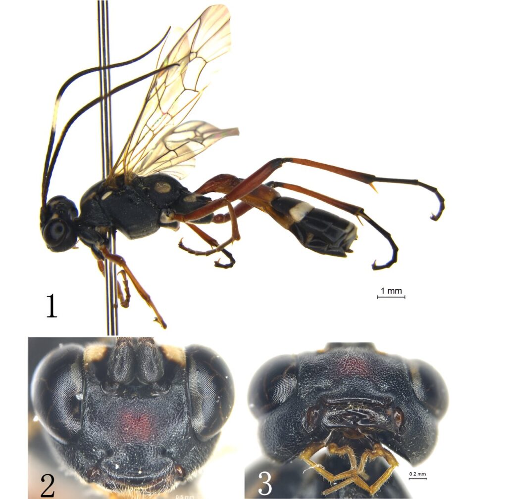 Parasitic creature with unique teeth found in forests of Asia: It’s a new species