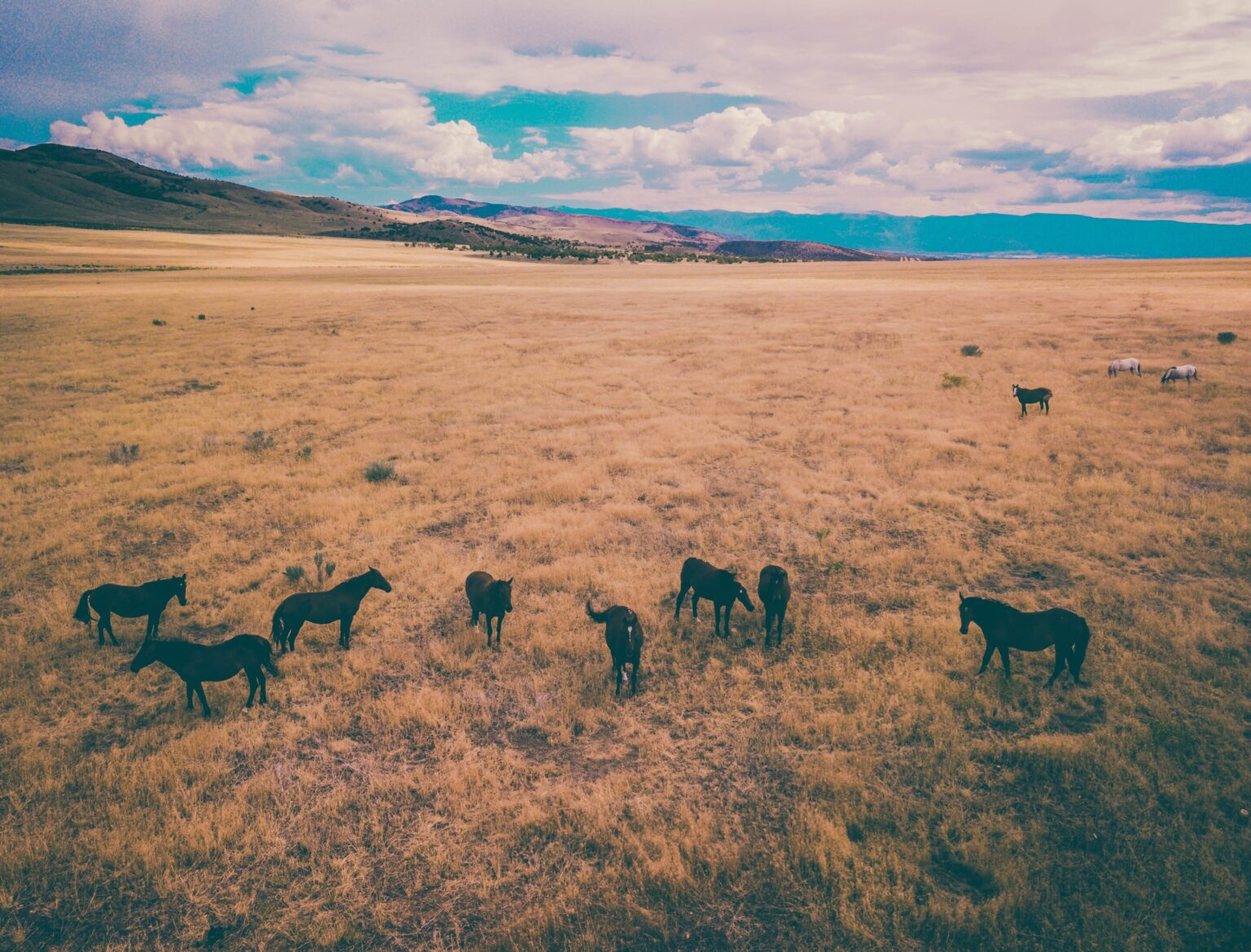 Cattle ranchers want Florida to preserve their land. Will DeSantis, Legislature fund the programs?