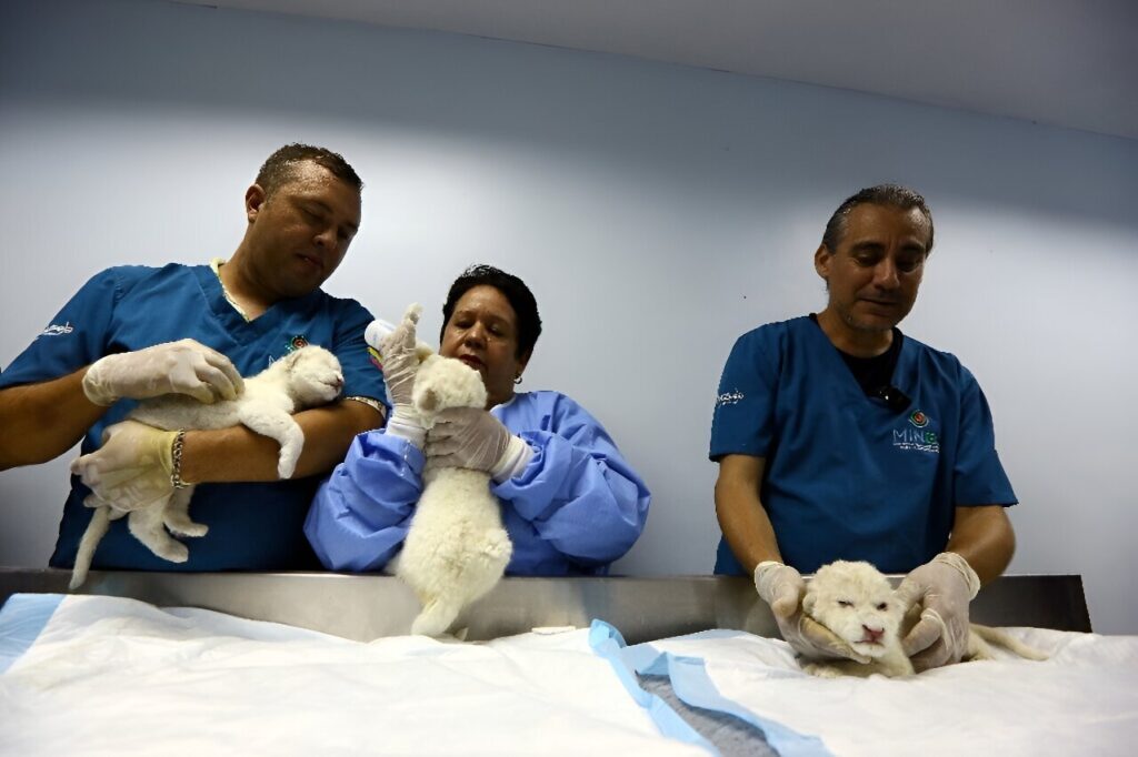 Adorable kittens, violent pulsars, brand-new fusion reactor and a proposed giant cosmic void