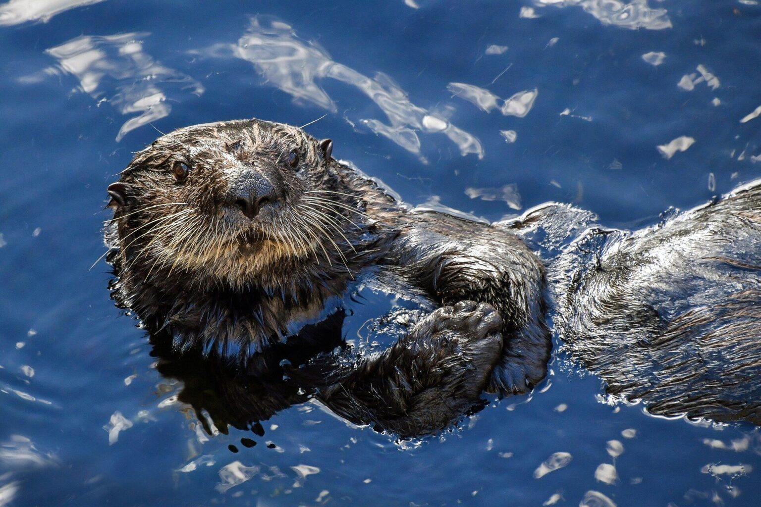 Northern sea otter pup rescued in Alaska finds new home at Shedd Aquarium