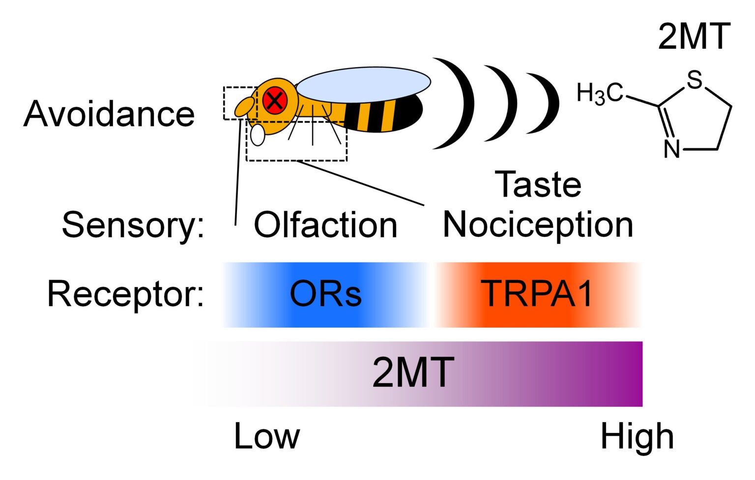 A novel insect repellent attacks multiple sensory pathways