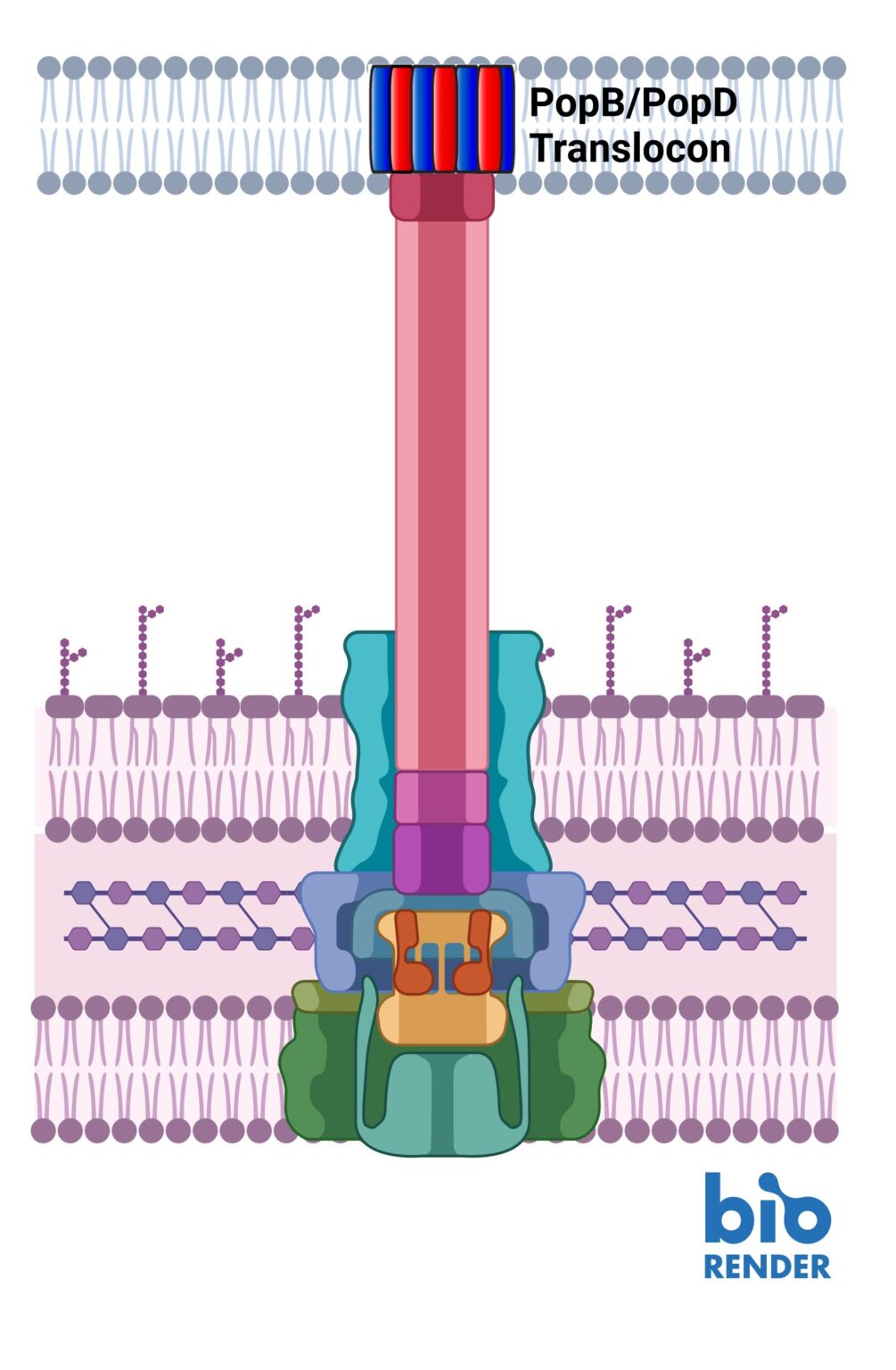 Research team discovers how to sabotage antibiotic-resistant ‘superbugs’