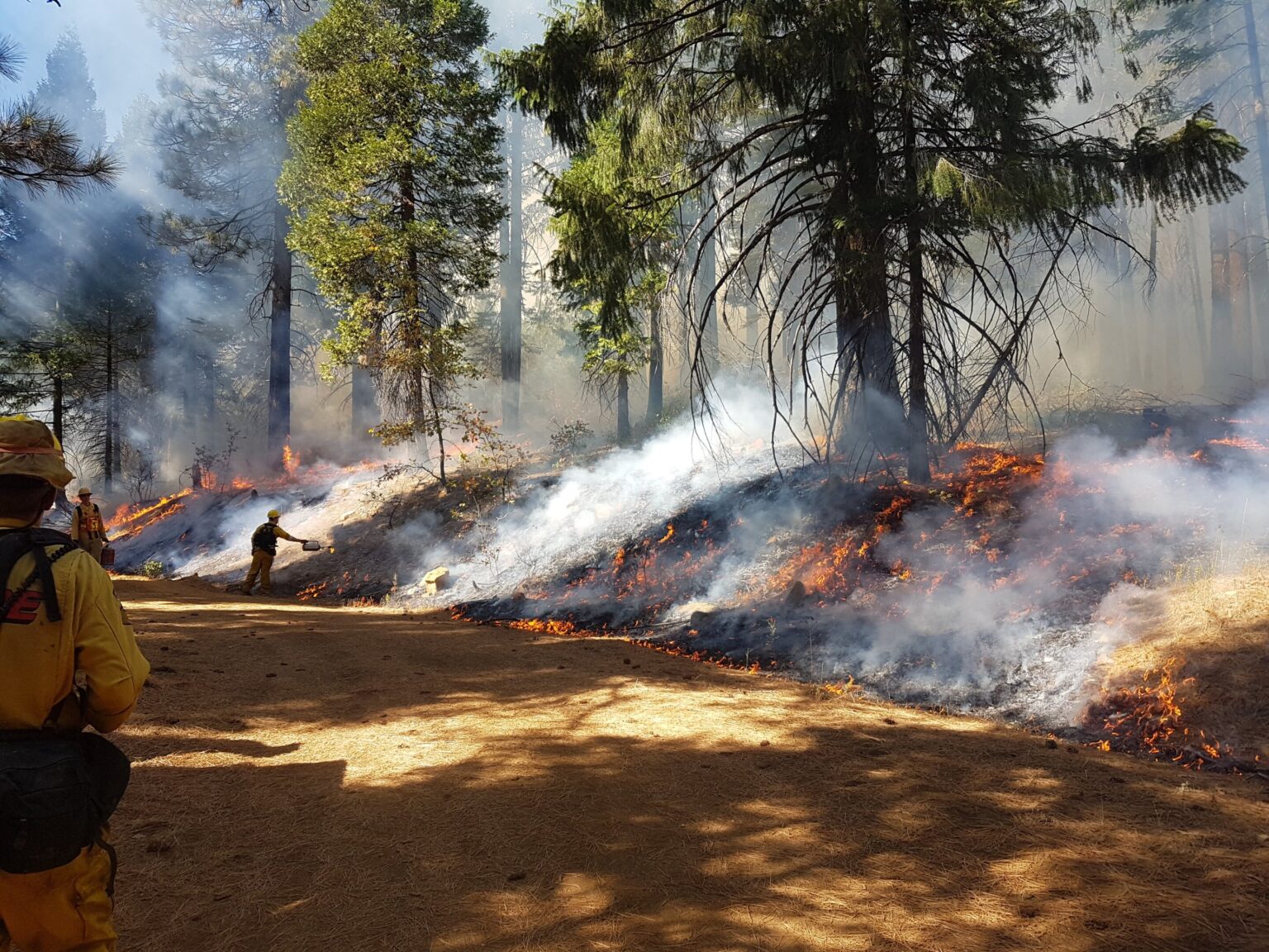 Twenty-year study confirms California forests are healthier when burned, or thinned