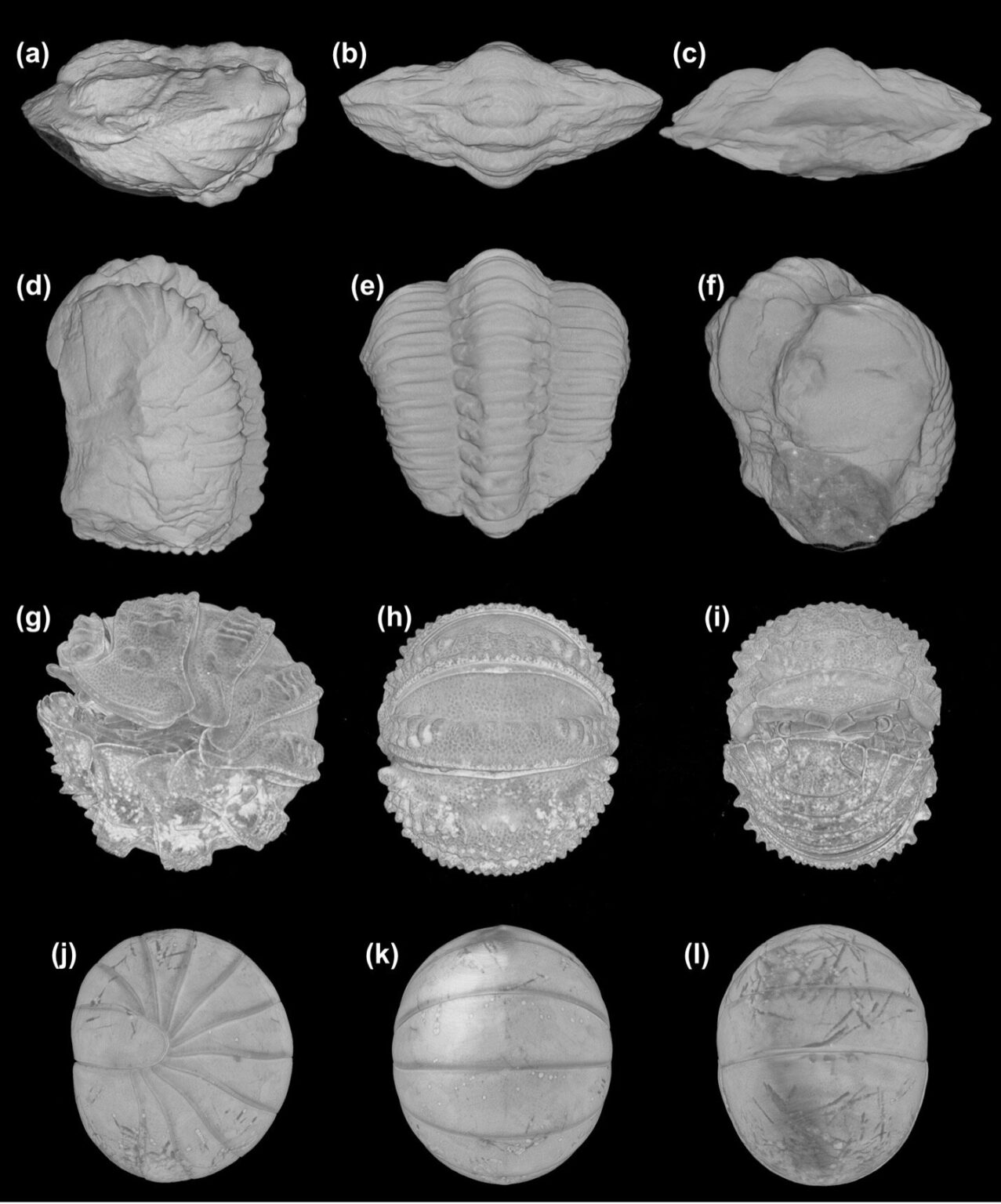 3D preservation of trilobite soft tissues sheds light on convergent evolution of defensive enrollment
