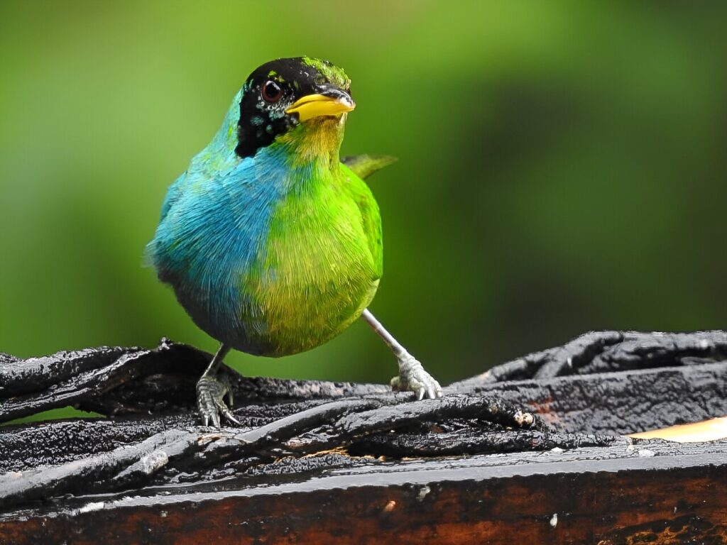 In Colombia, rare bird flaunts male and female feathers