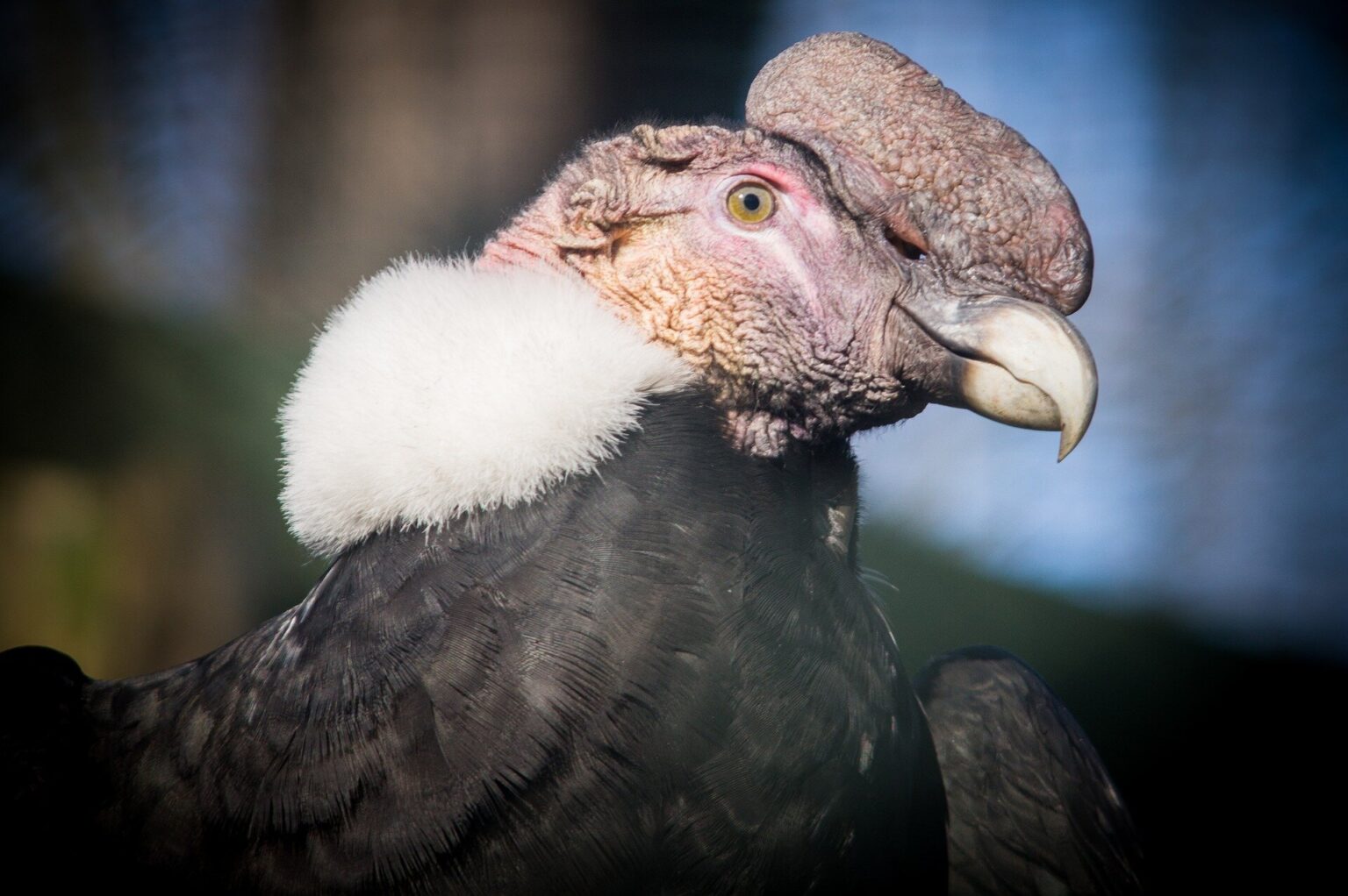 How landfills support Andean condors