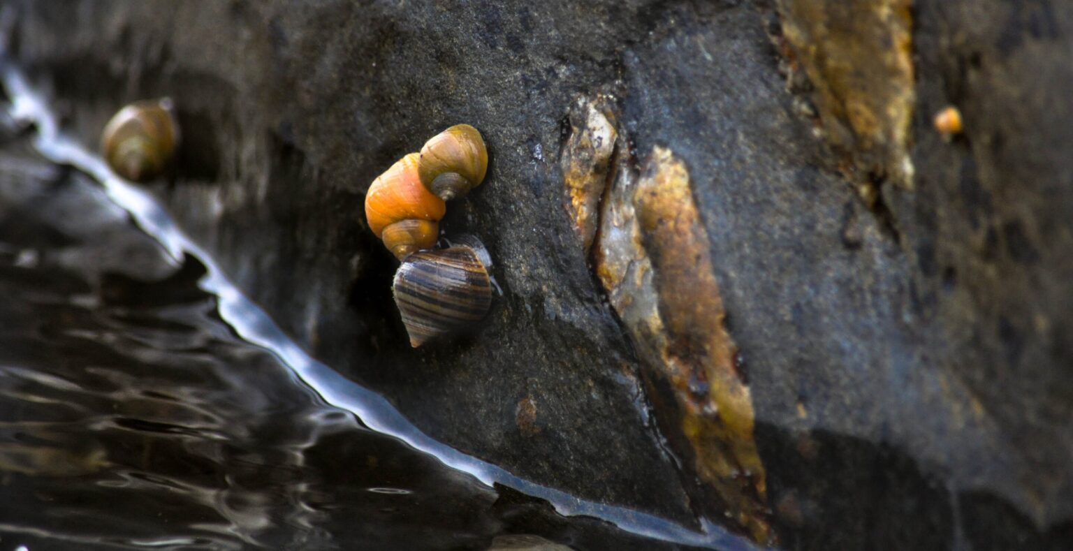 Marine snails study helps clarify debate on how to view major evolutionary transitions