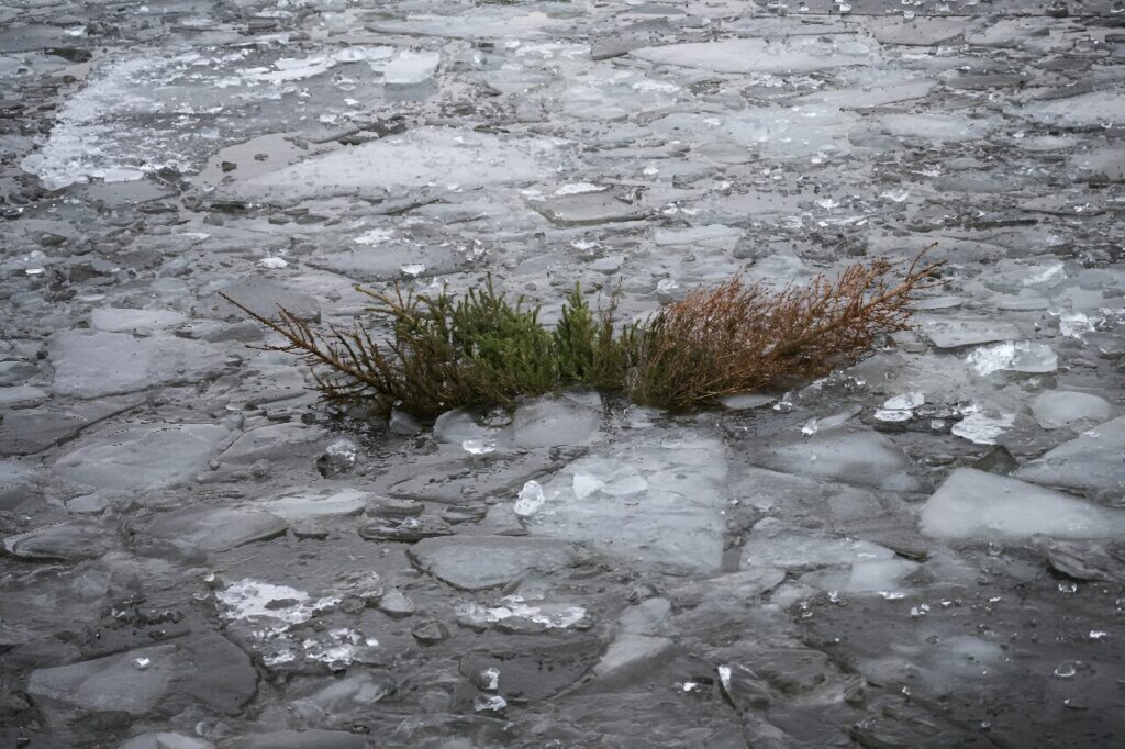 Discarded Christmas trees, a gift to Stockholm’s fish