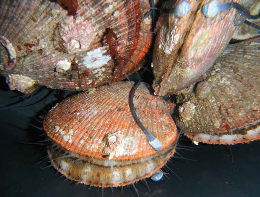 Smart molluscs – yes, smart molluscs – could watch our waterways 24/7 for pollution