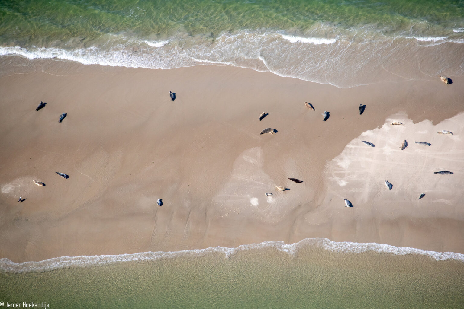 Marine biologist shows how computers are quick and reliable in counting seals