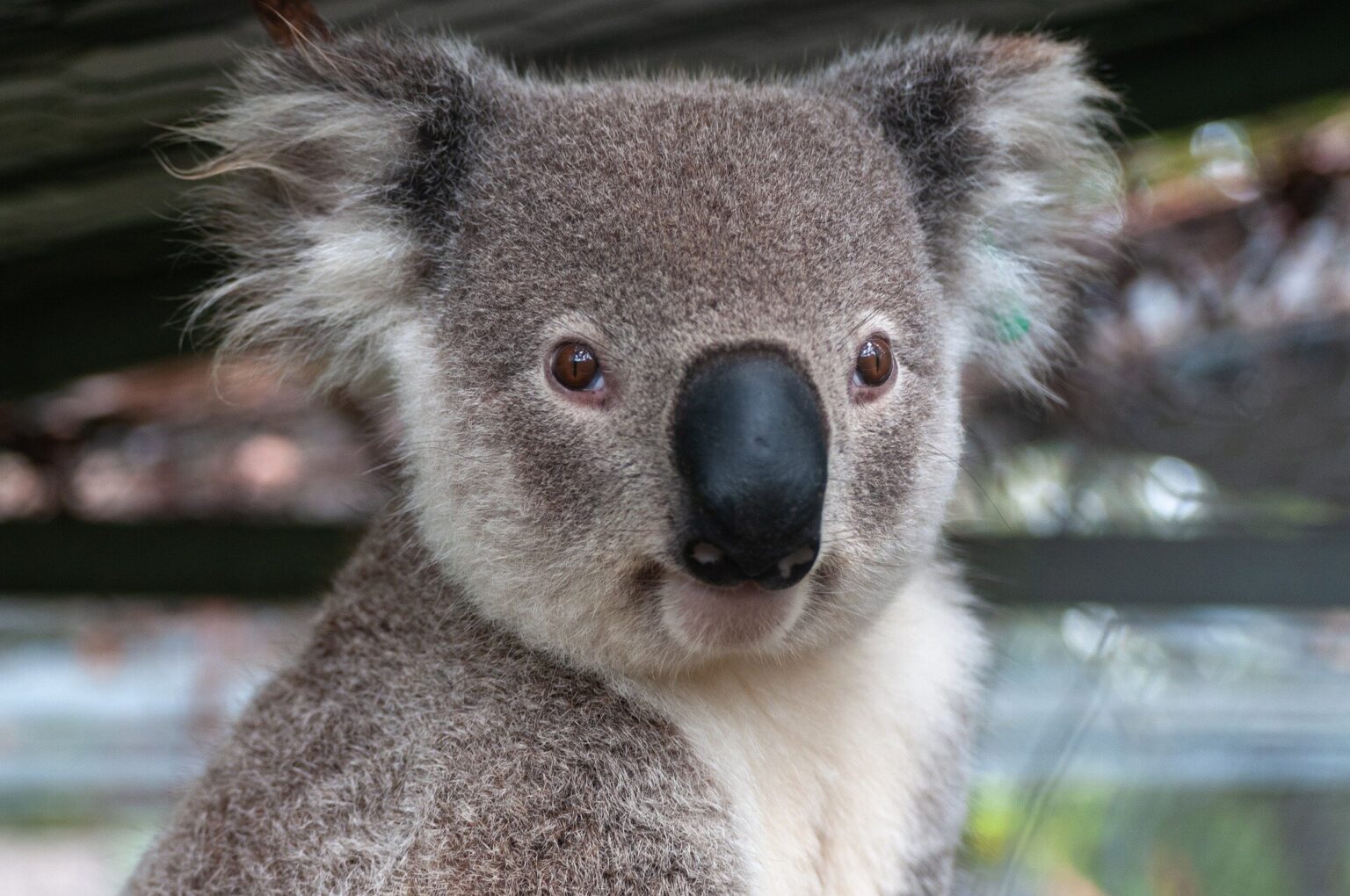 Illumina and the San Diego Zoo are sequencing koala genomes to investigate disease