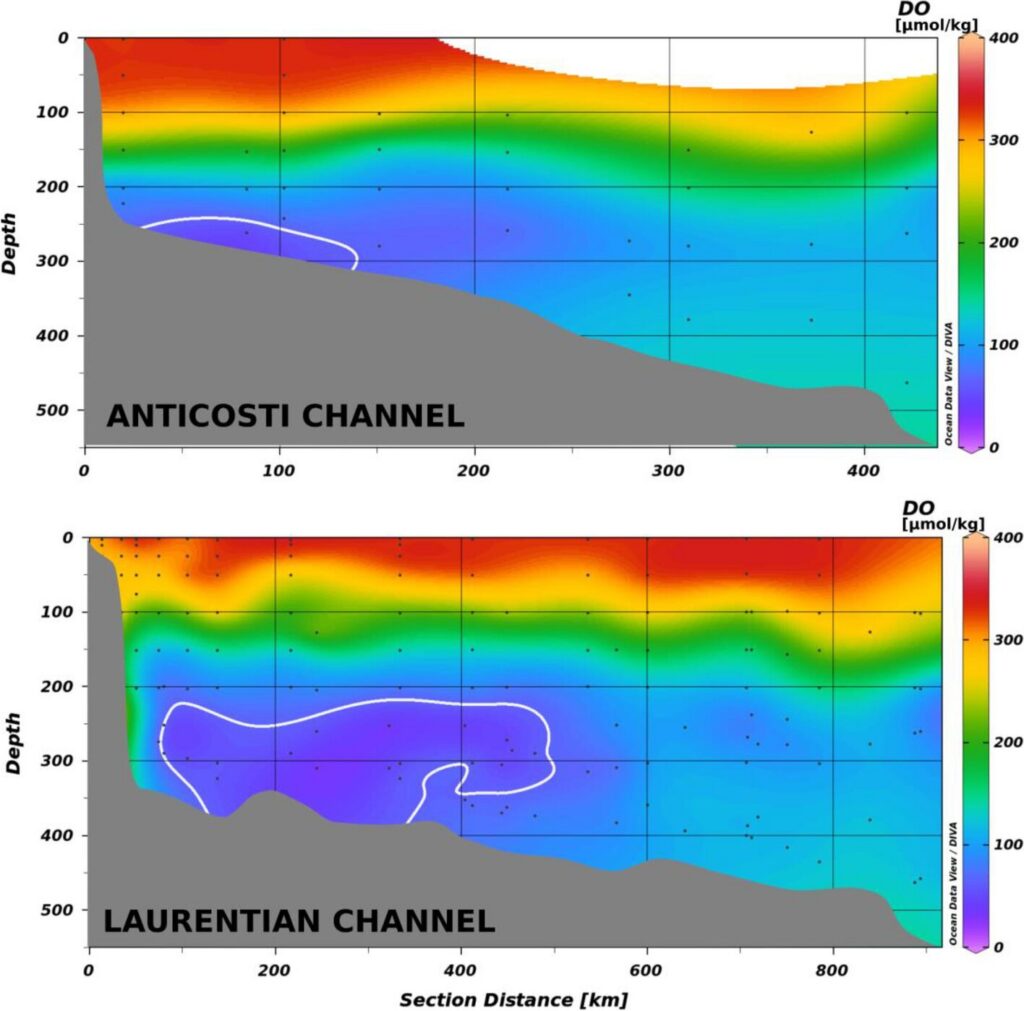 Ocean biodiversity could be protected with green hydrogen byproduct, study shows