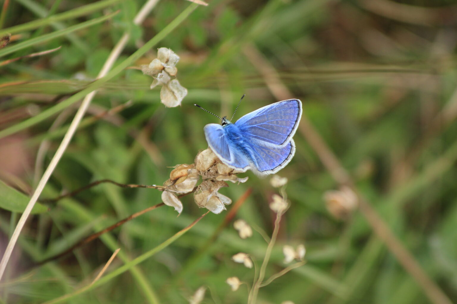 Study finds Spanish butterflies are better at regulating their body temperature than their British cousins
