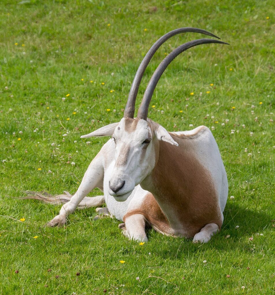 St. Louis Zoo helps oryx species come back from near-extinction