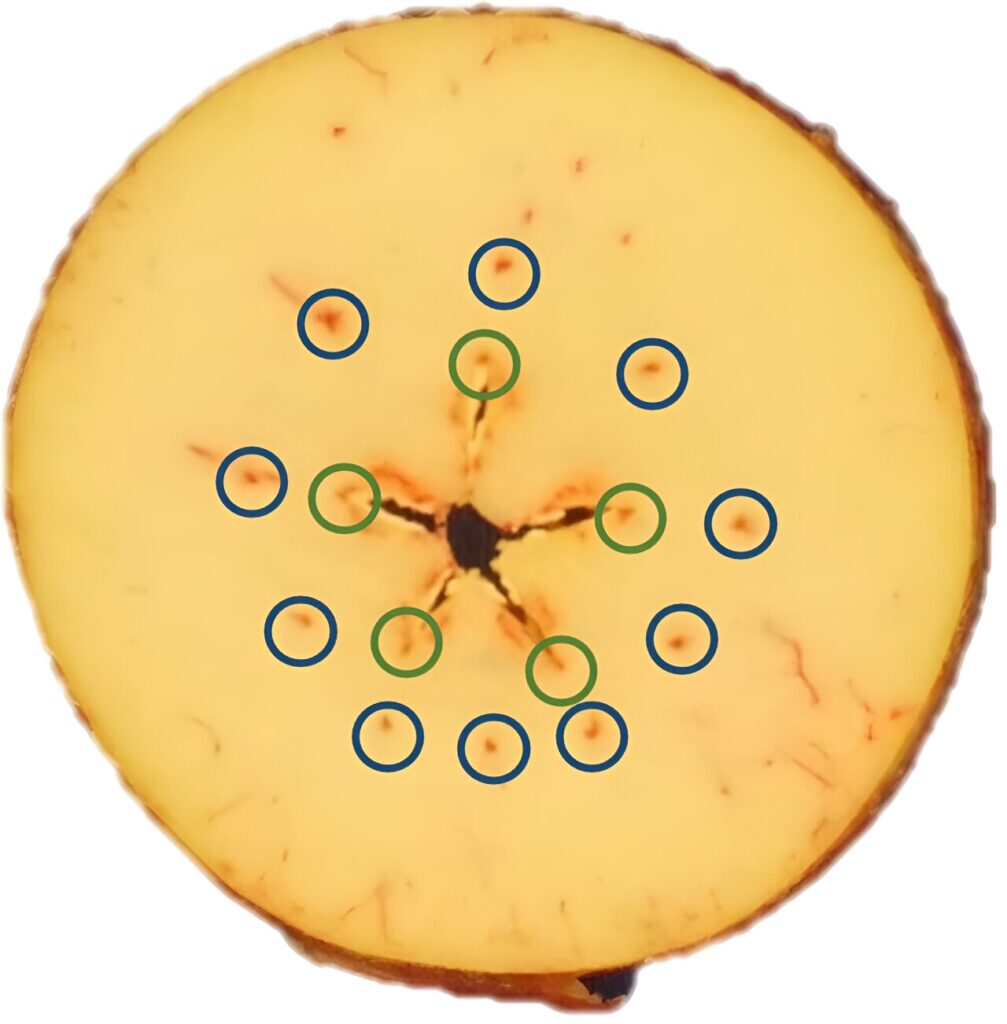 Xylem functionality is not a direct indicator of apple preharvest fruit drop: Study