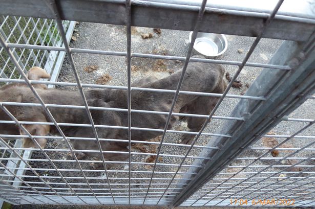 Newtownabbey council warn they will prosecute public who neglect or abuse pets