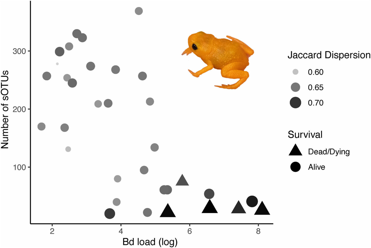 Drought may drive deadly amphibian disease, researchers find