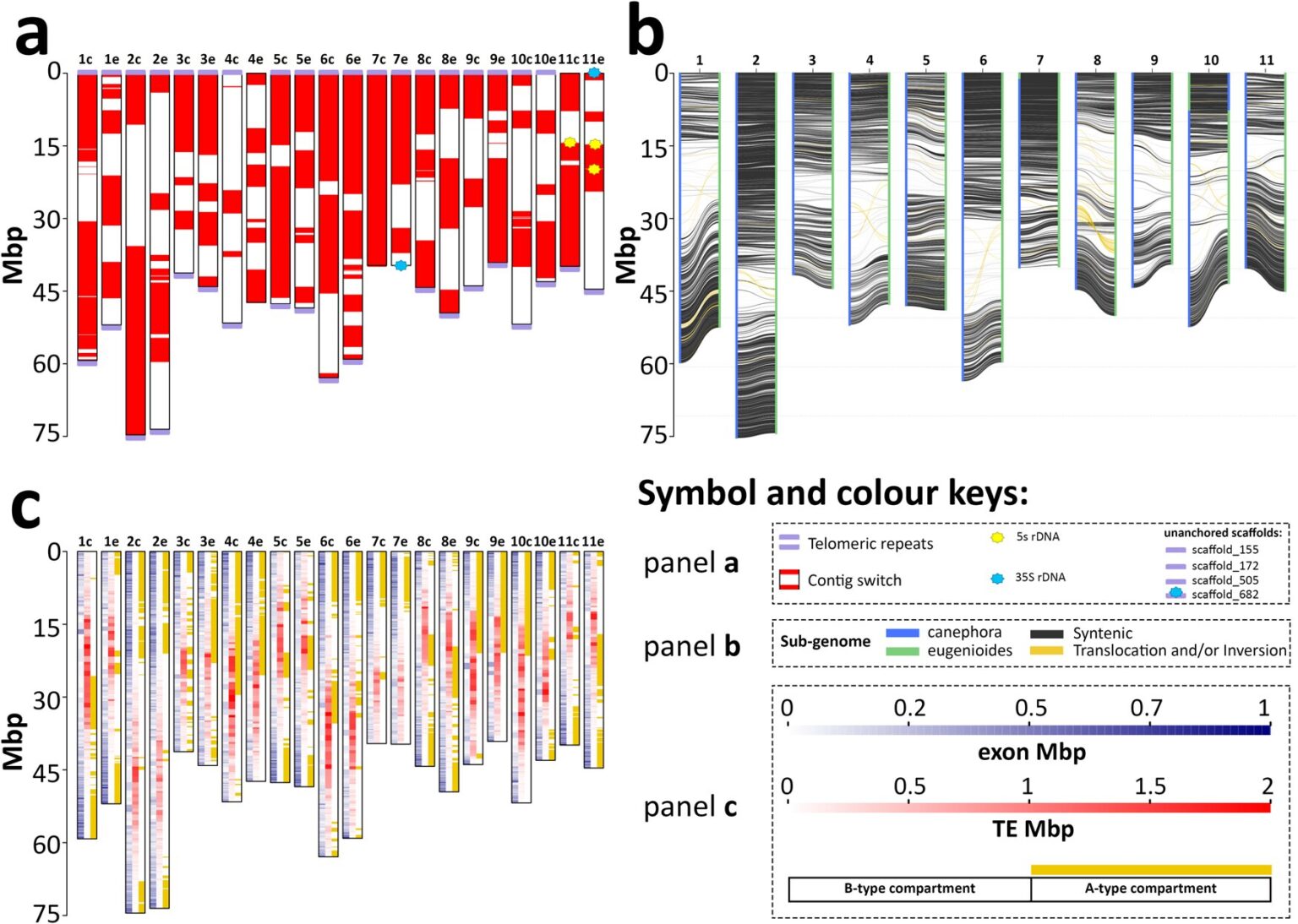 A new genetic map could make your morning coffee more climate resilient