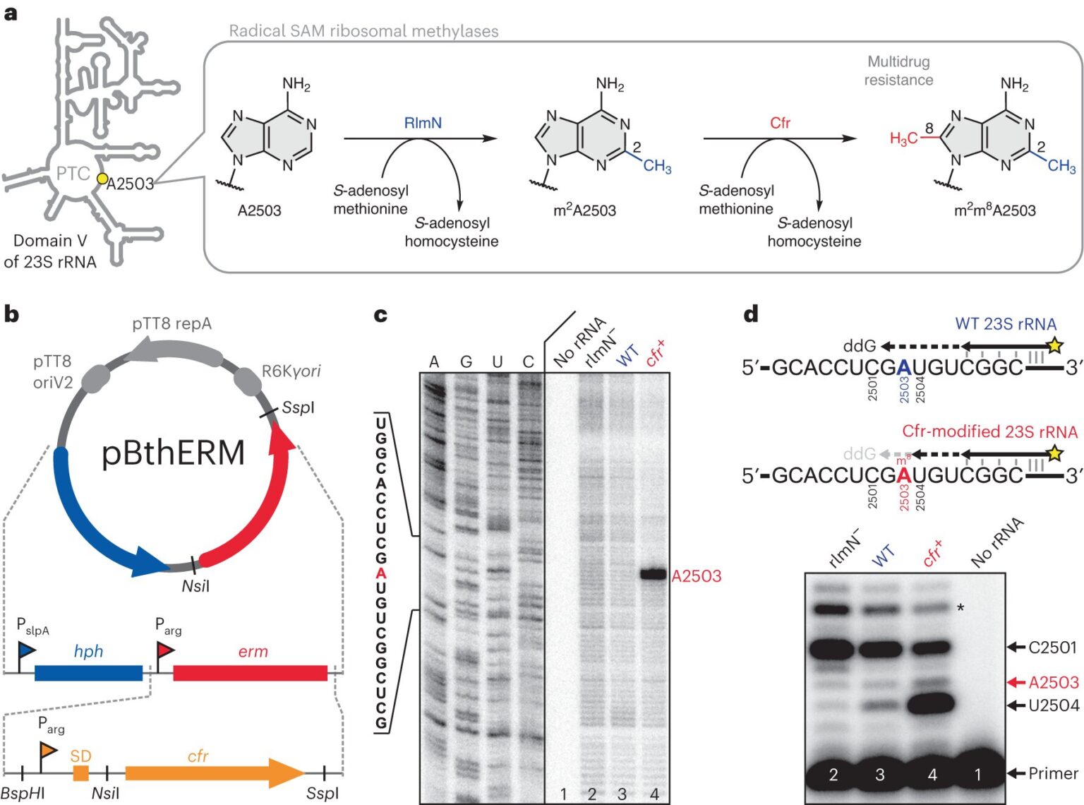 New research helps create new antibiotic that evades bacterial resistance