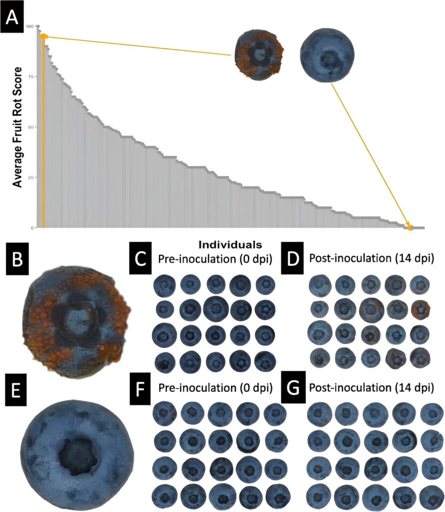 Uncovering genetic metabolite markers associated with anthracnose resistance to blueberry fruit rot