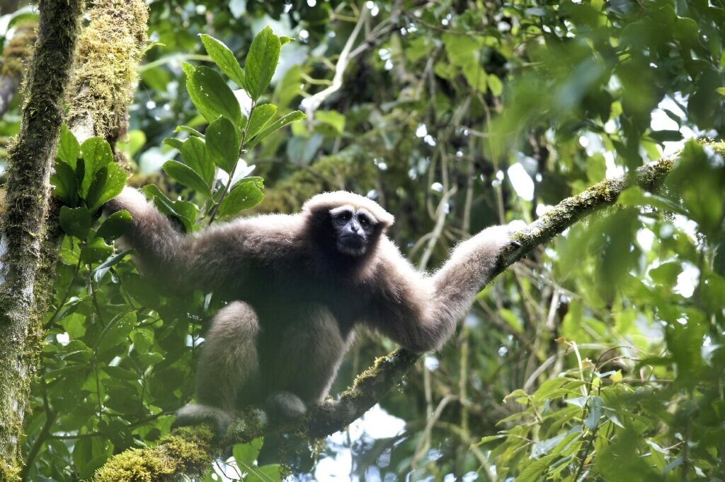 Finding Skywalker gibbons with love songs: Study