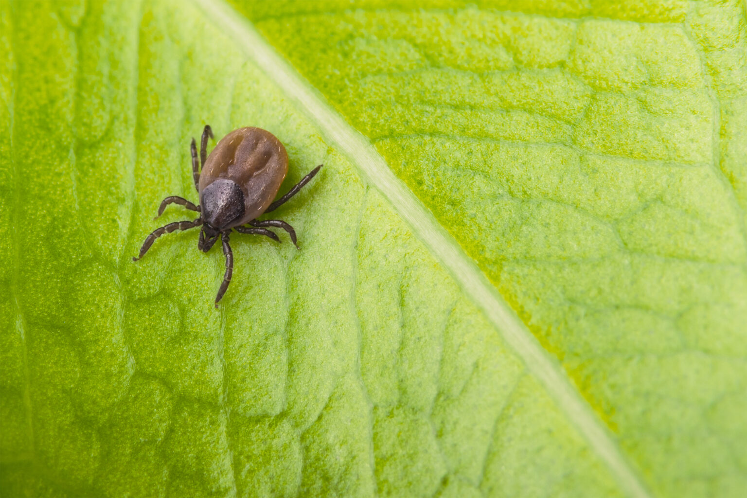 What is Lyme disease and why do we need to be tick-aware? – UK Health Security Agency