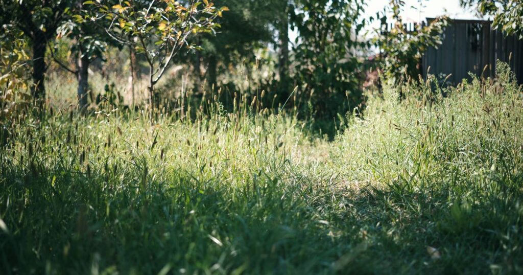 Kent couple hail incredible find hidden behind brambles at new home