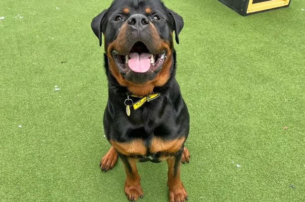 All the adorable Kent dogs still searching for a home at the end of 2025