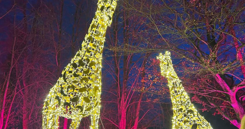 The stunning Christmas trail transforming Kent’s popular wildlife park into a winter wonderland