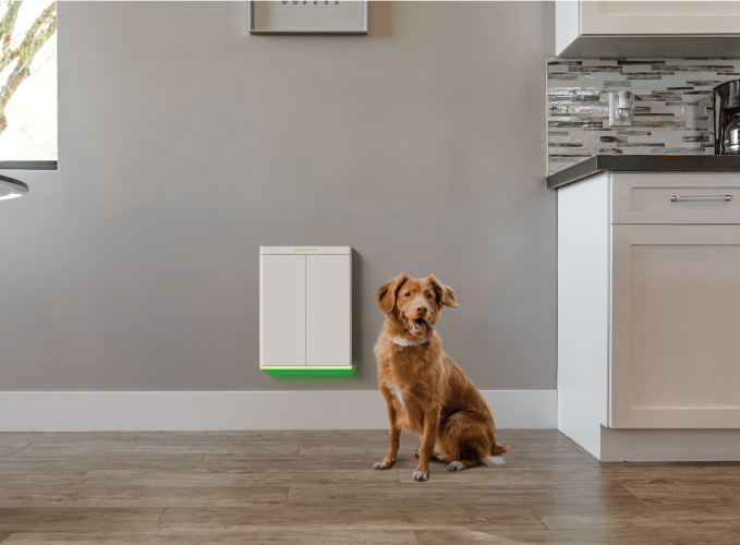 dog in front of Pawport doggy door