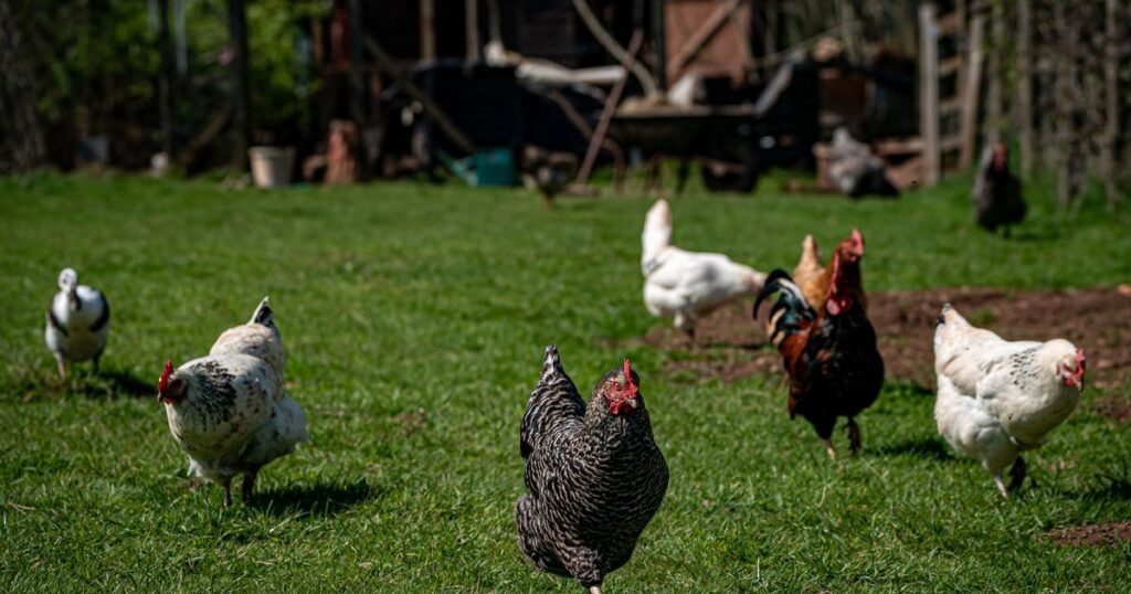 Bird flu outbreak detected at Kent farm, triggering protection zone