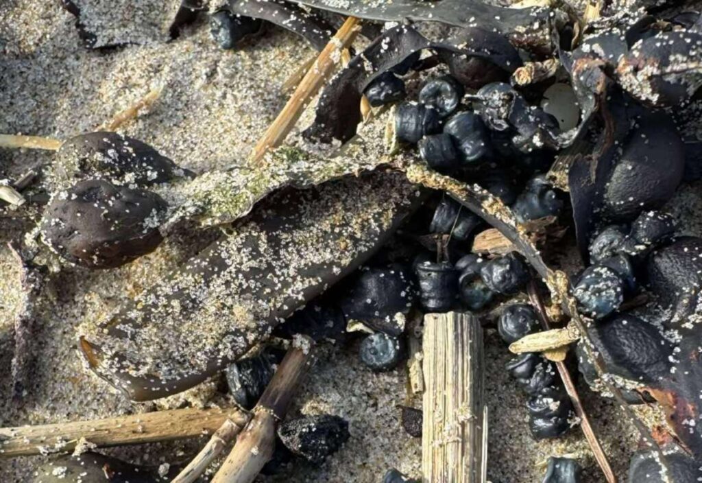 Lead and arsenic found in beads washed up on Kent coastline and Camber Sands
