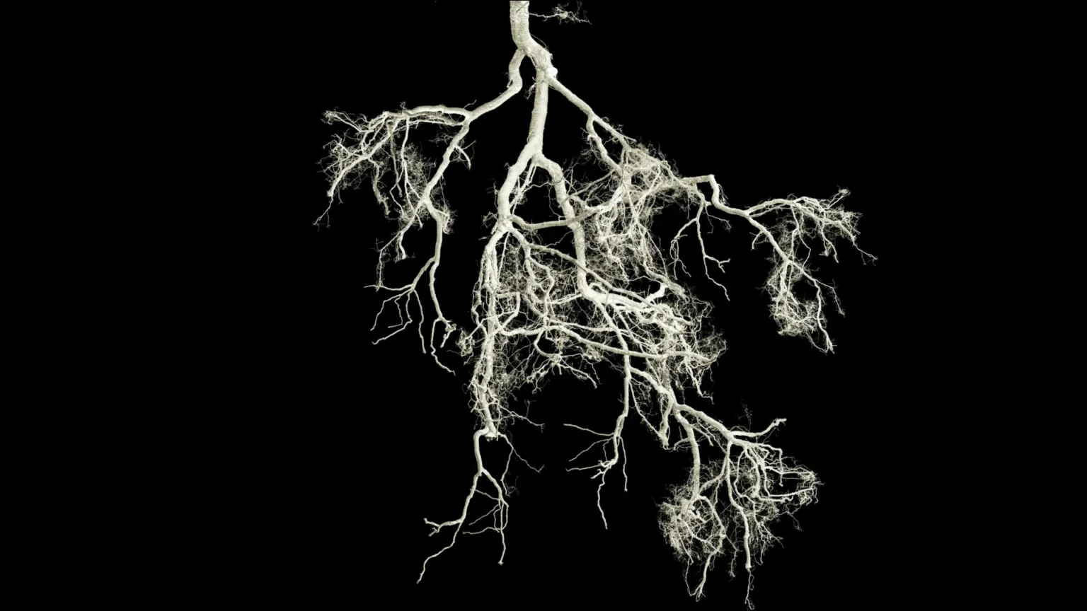 Small root mutation could make crops fertilize themselves