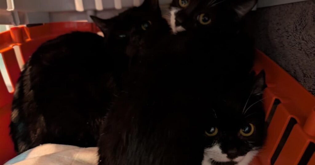 Scottish SPCA appeals after five kittens abandoned in Glasgow park